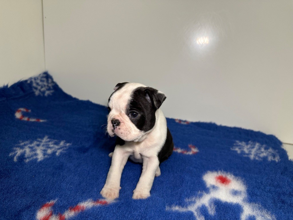 du manoir de la corbie - Chiot disponible  - Boston Terrier