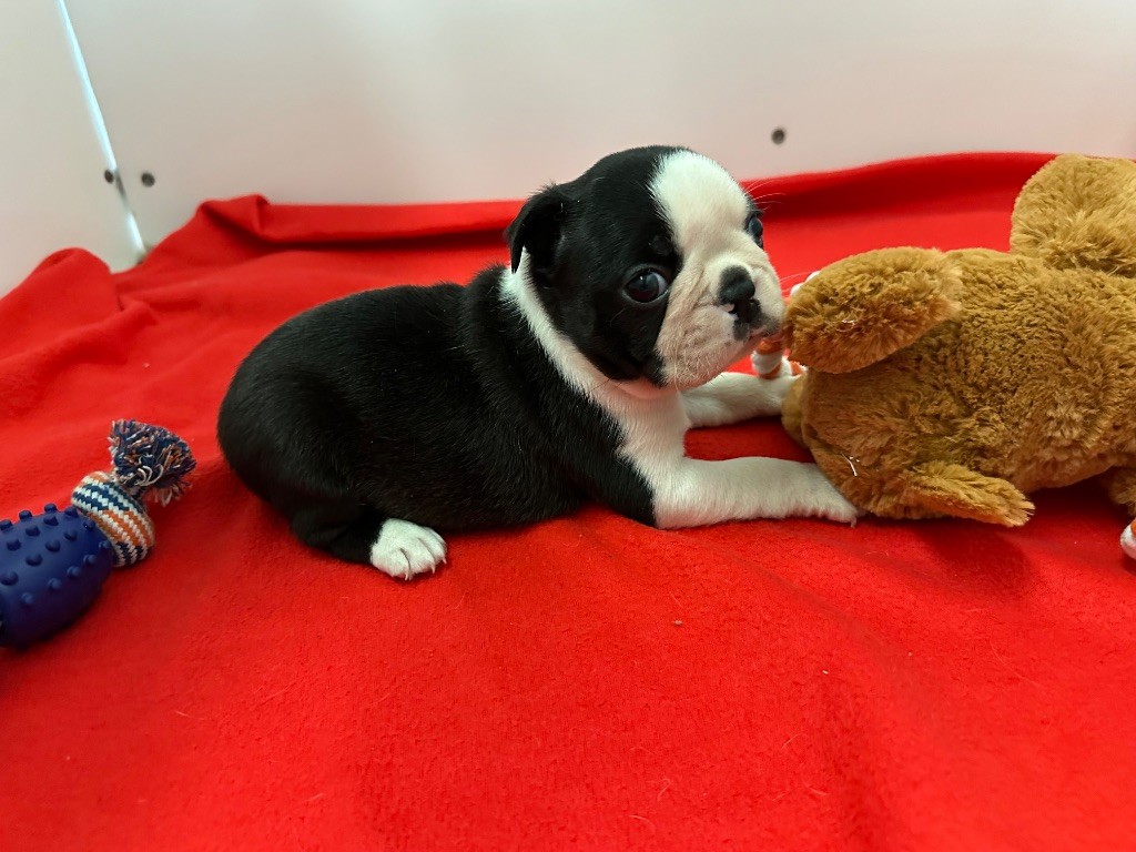 du manoir de la corbie - Chiot disponible  - Boston Terrier