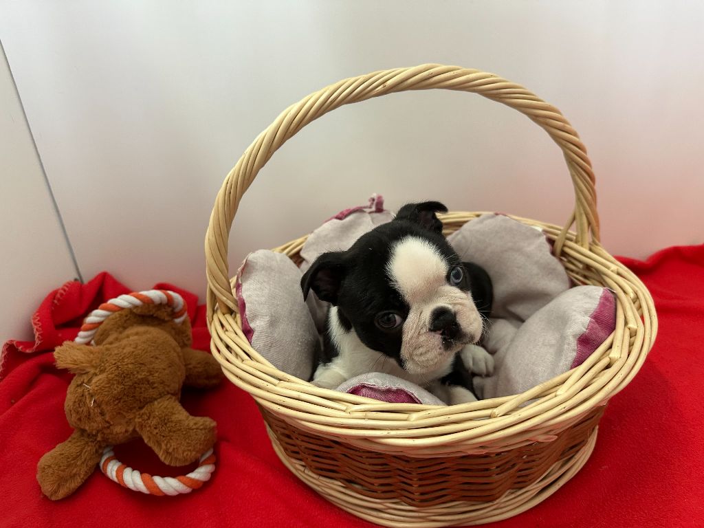 du manoir de la corbie - Chiot disponible  - Boston Terrier