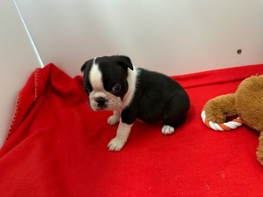 du manoir de la corbie - Chiot disponible  - Boston Terrier