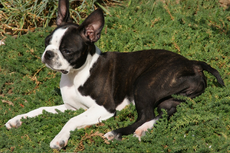 Ella du manoir de la corbie