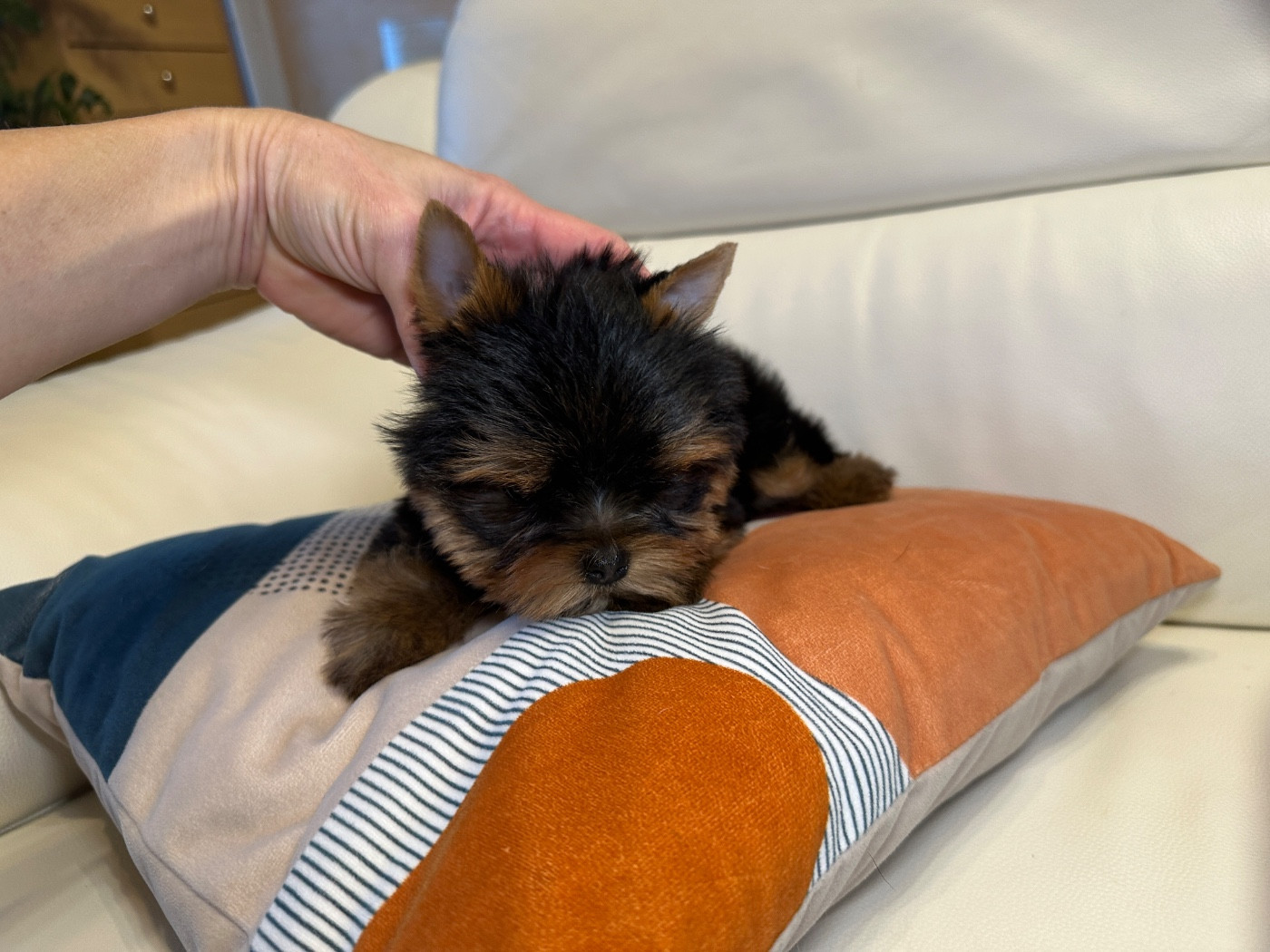 du manoir de la corbie - Chiots disponibles - Yorkshire Terrier