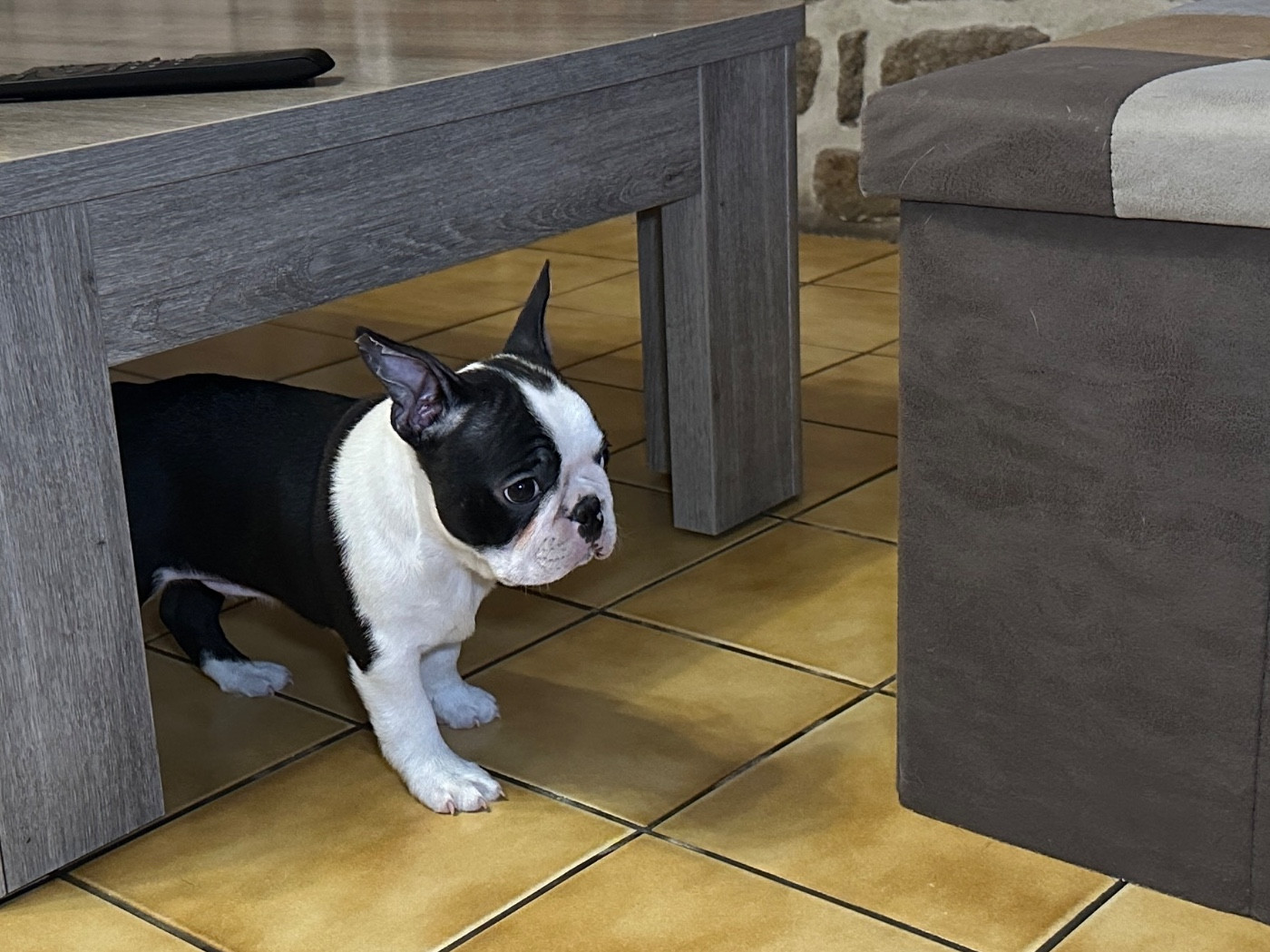 du manoir de la corbie - Chiots disponibles - Boston Terrier
