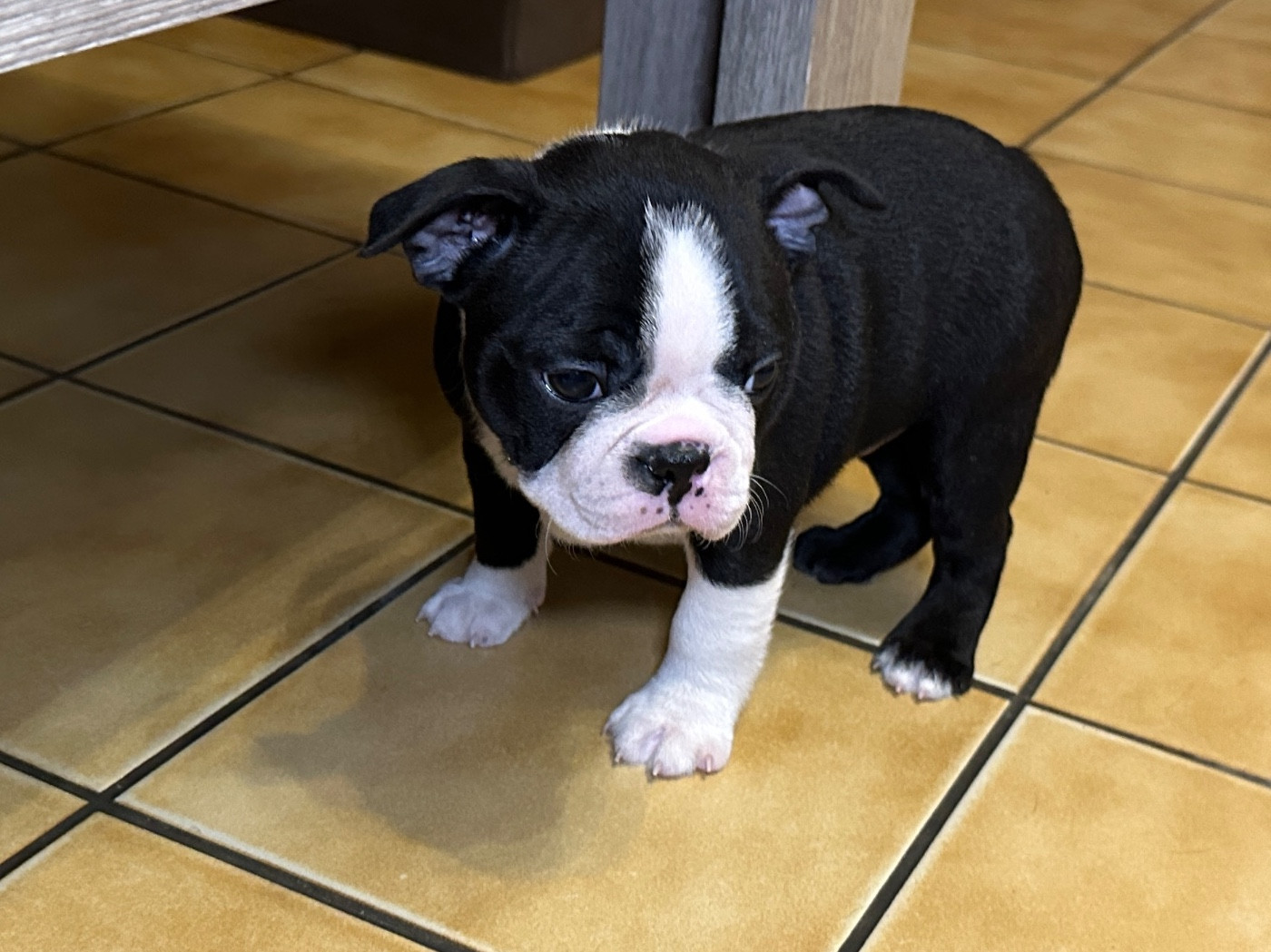 du manoir de la corbie - Chiots disponibles - Boston Terrier