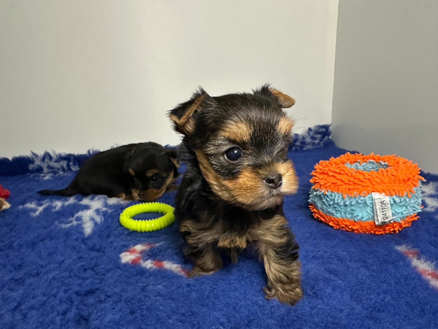 du manoir de la corbie - Chiots disponibles - Yorkshire Terrier