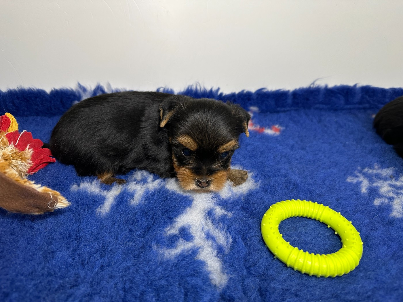 du manoir de la corbie - Chiots disponibles - Yorkshire Terrier
