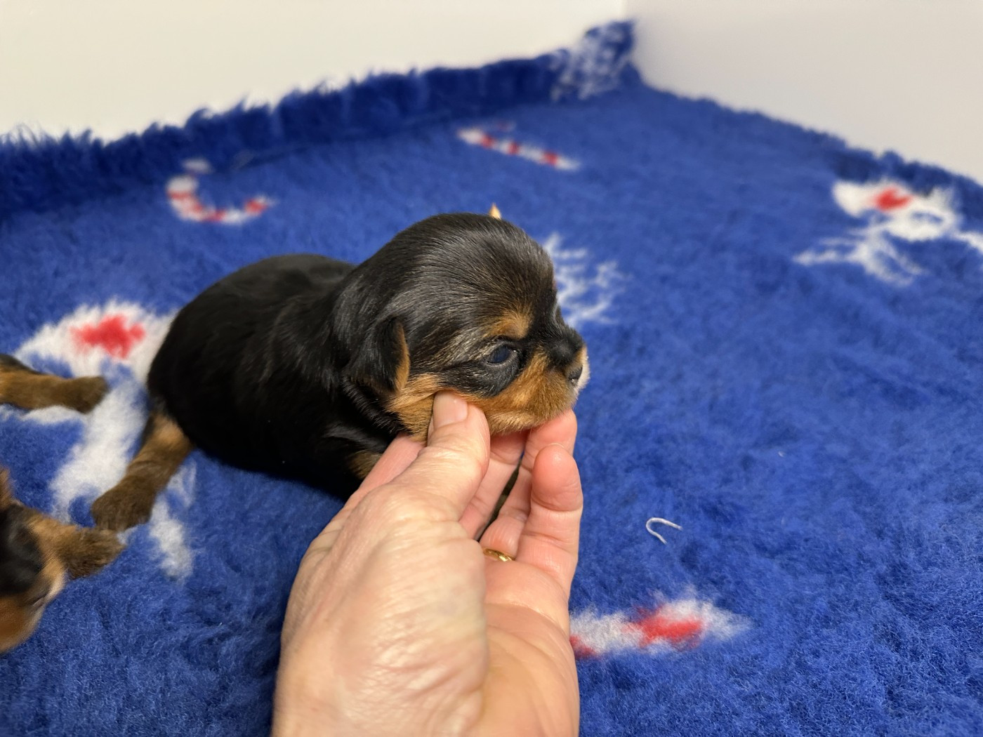 Chiot Yorkshire Terrier du manoir de la corbie