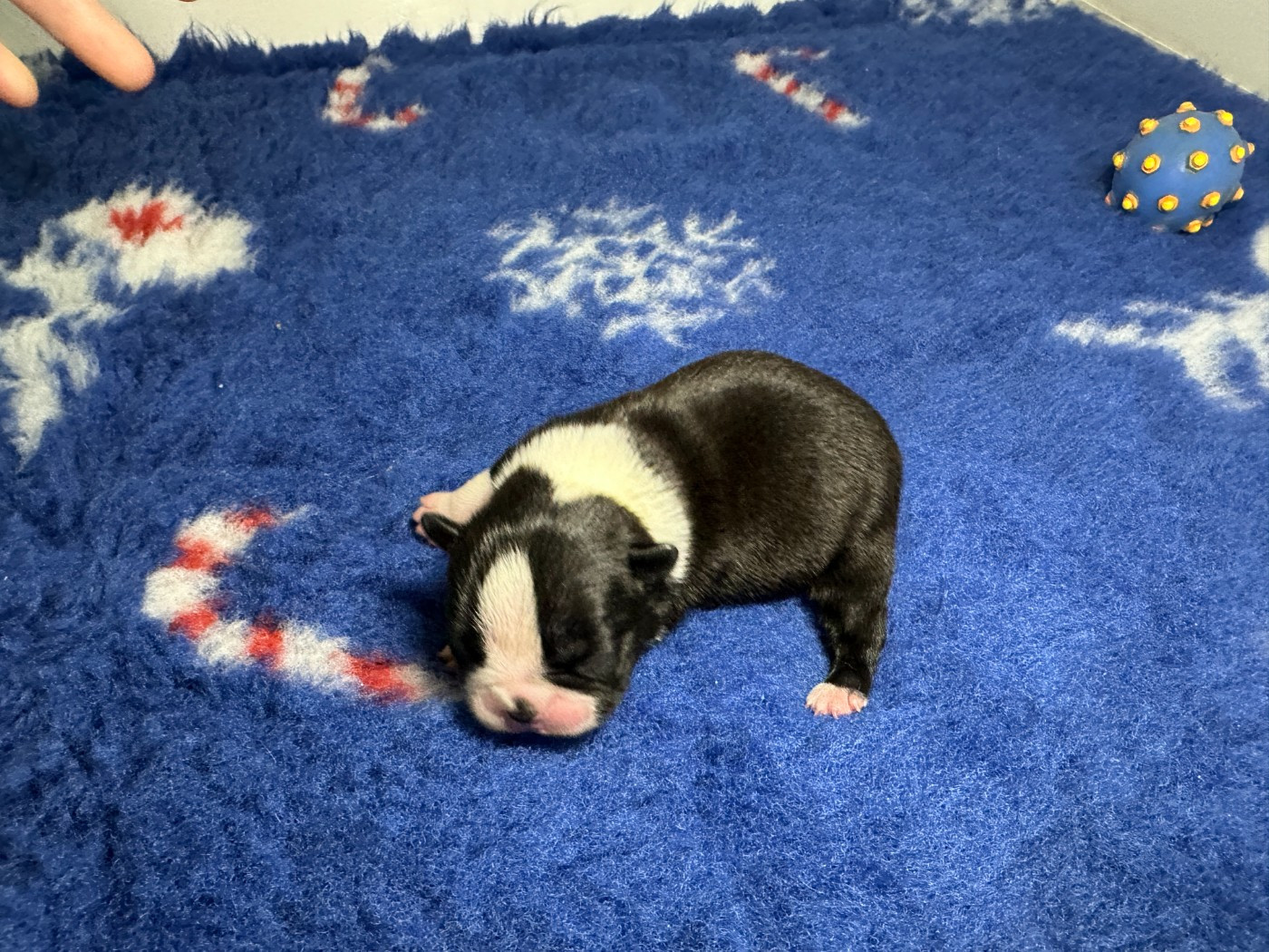 du manoir de la corbie - Chiots disponibles - Boston Terrier