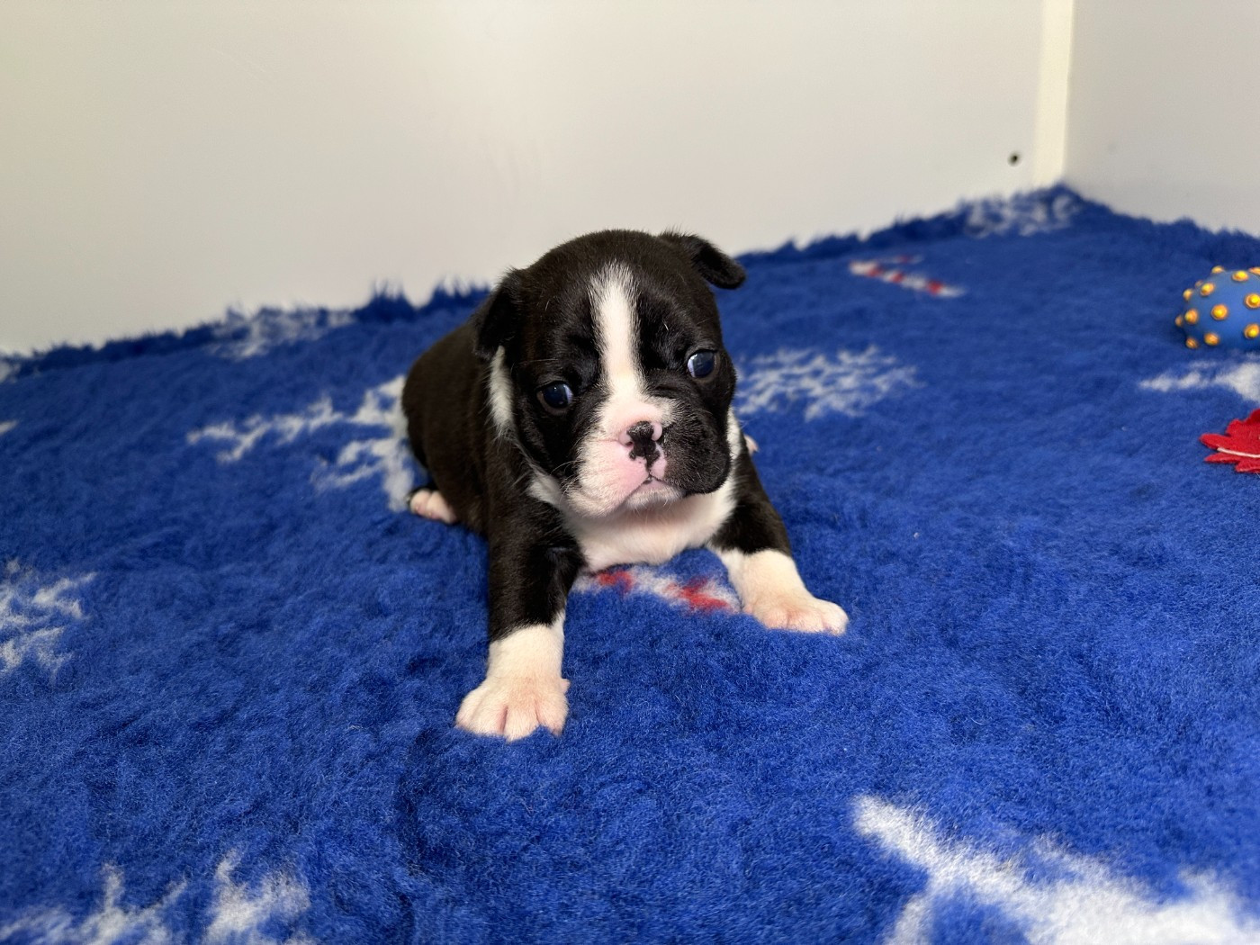 du manoir de la corbie - Chiots disponibles - Boston Terrier