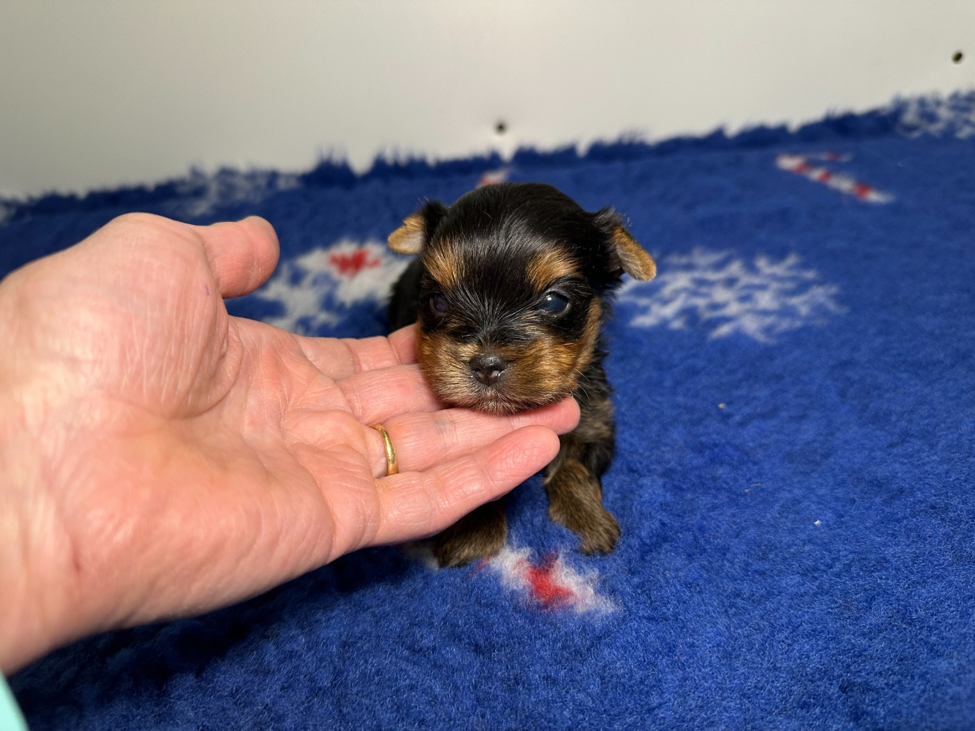 du manoir de la corbie - Chiots disponibles - Yorkshire Terrier