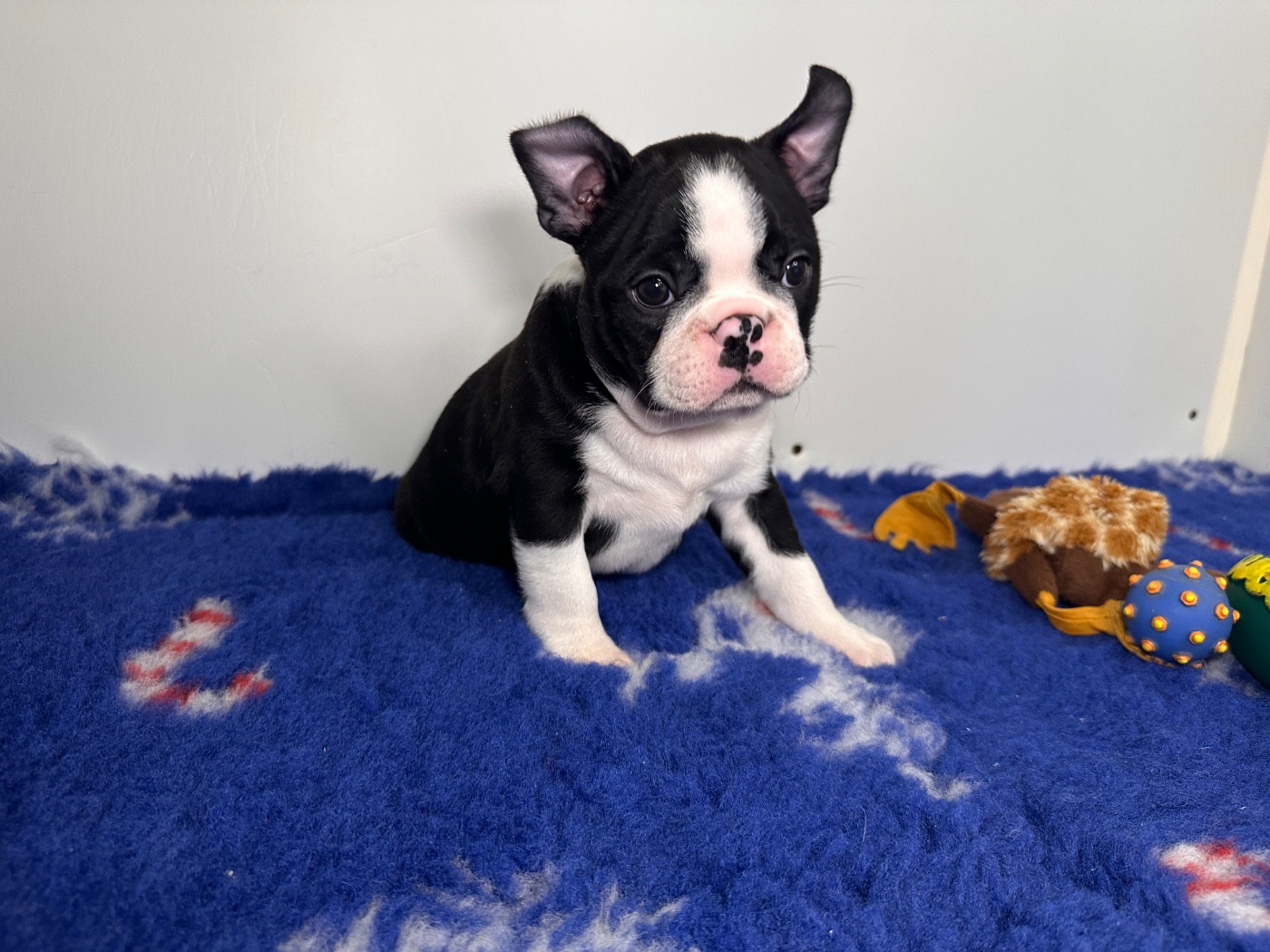 du manoir de la corbie - Chiots disponibles - Boston Terrier