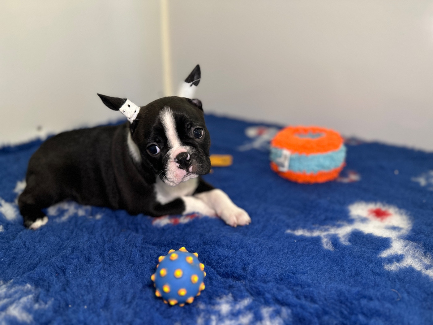 du manoir de la corbie - Chiots disponibles - Boston Terrier