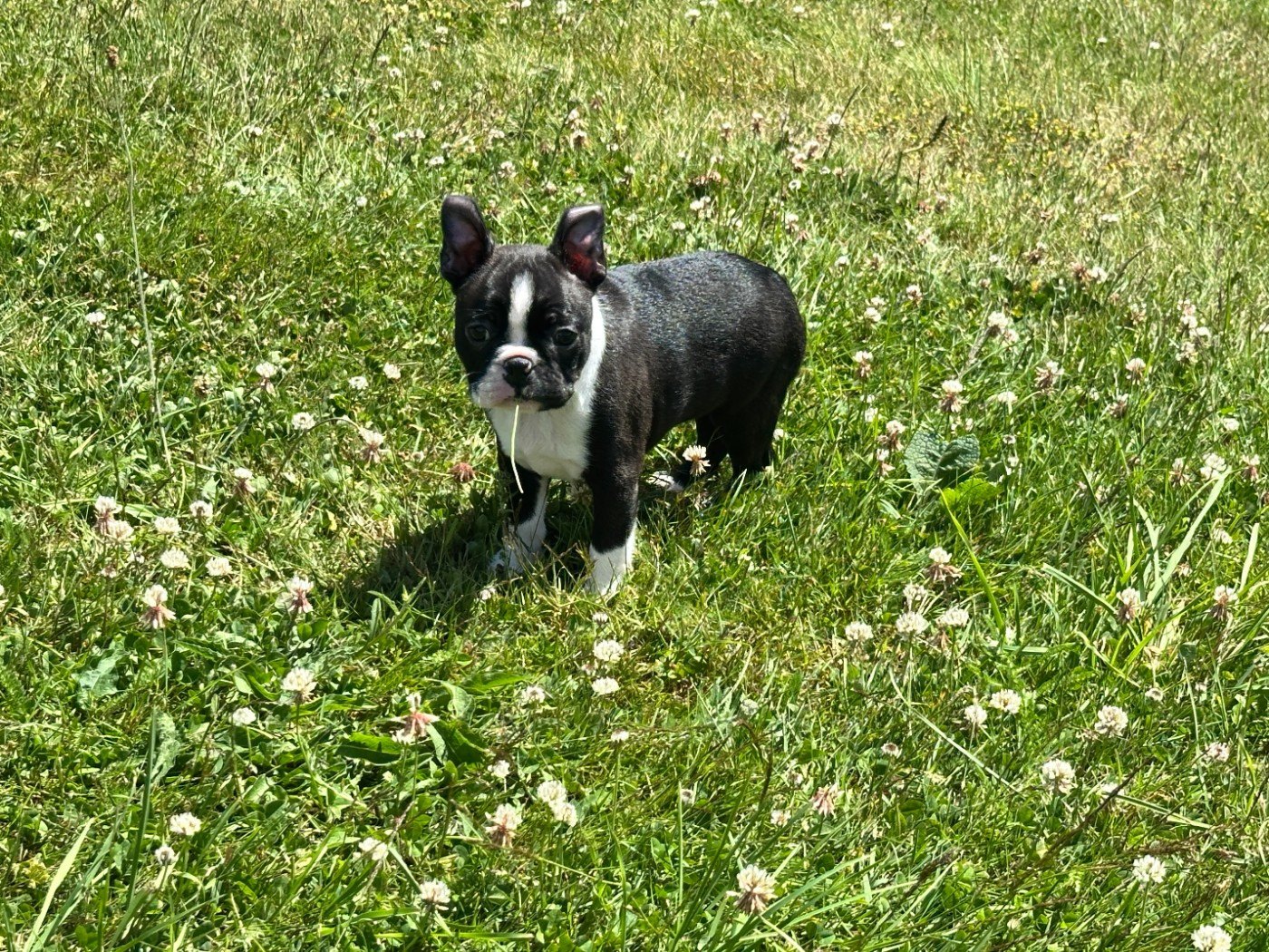 du manoir de la corbie - Chiots disponibles - Boston Terrier
