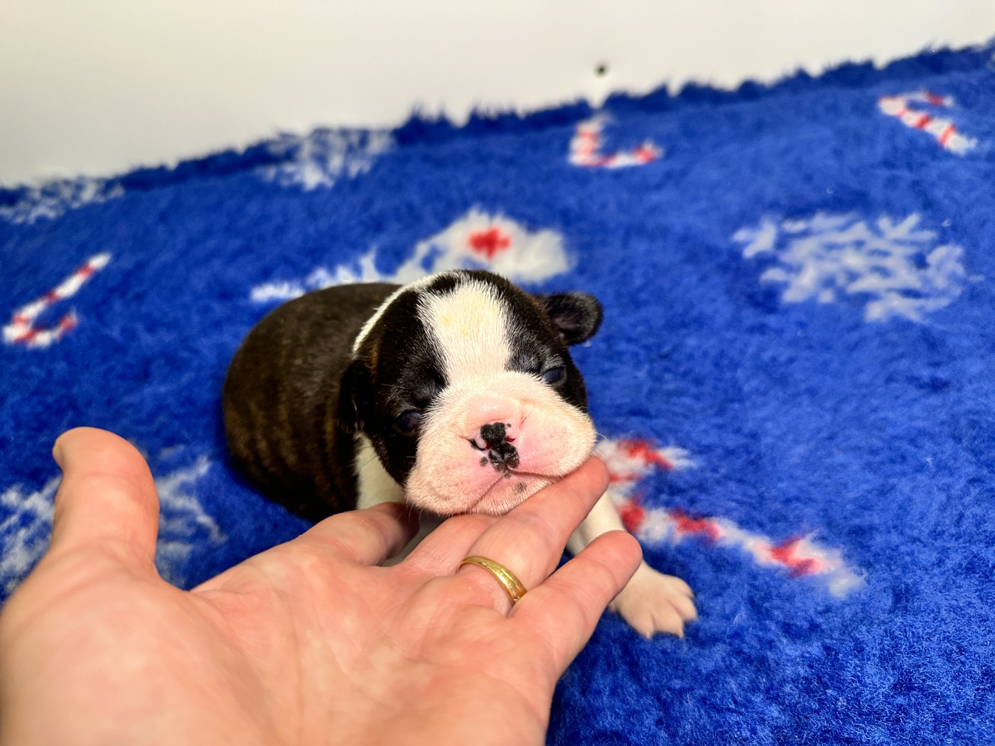 du manoir de la corbie - Chiots disponibles - Boston Terrier