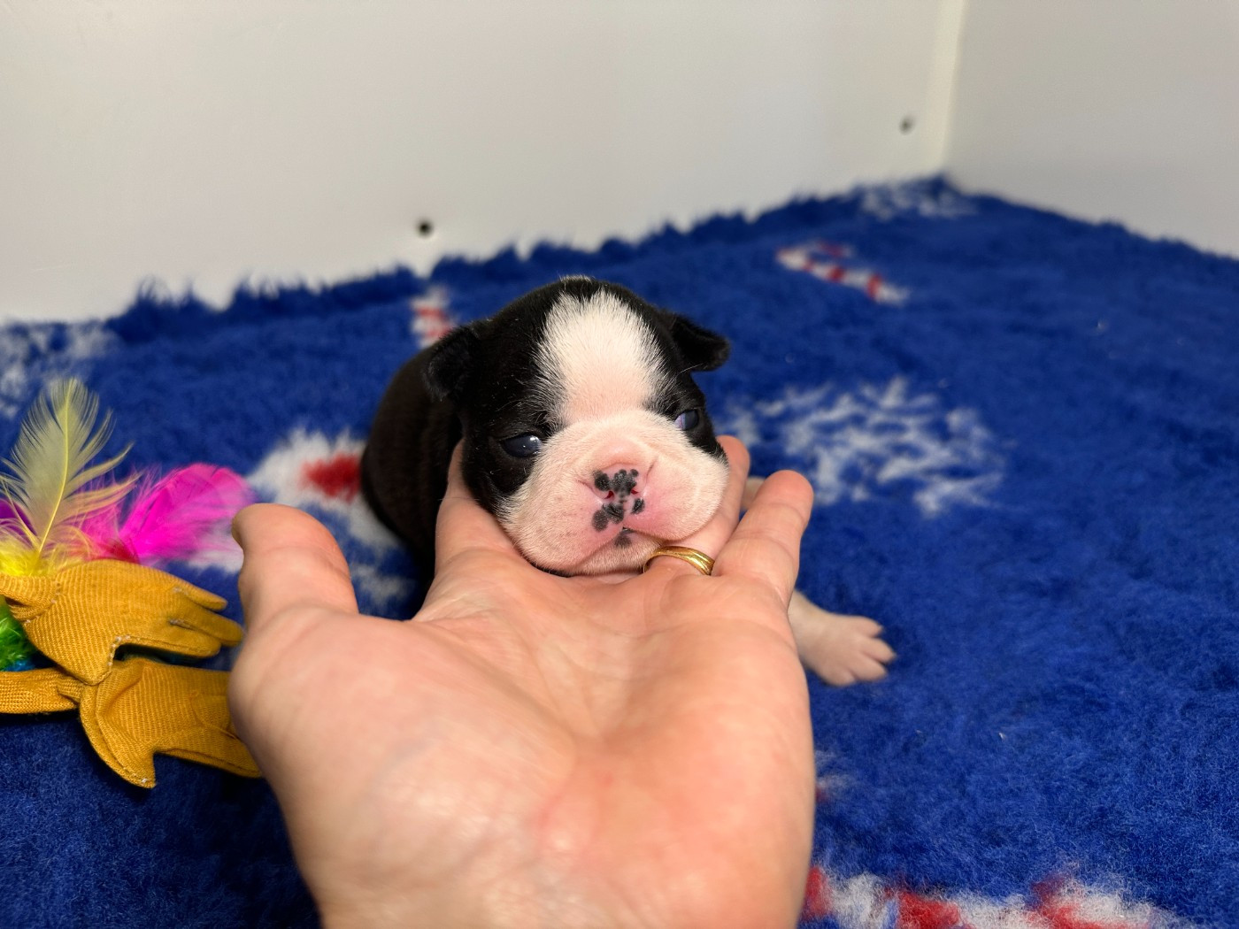du manoir de la corbie - Chiots disponibles - Boston Terrier