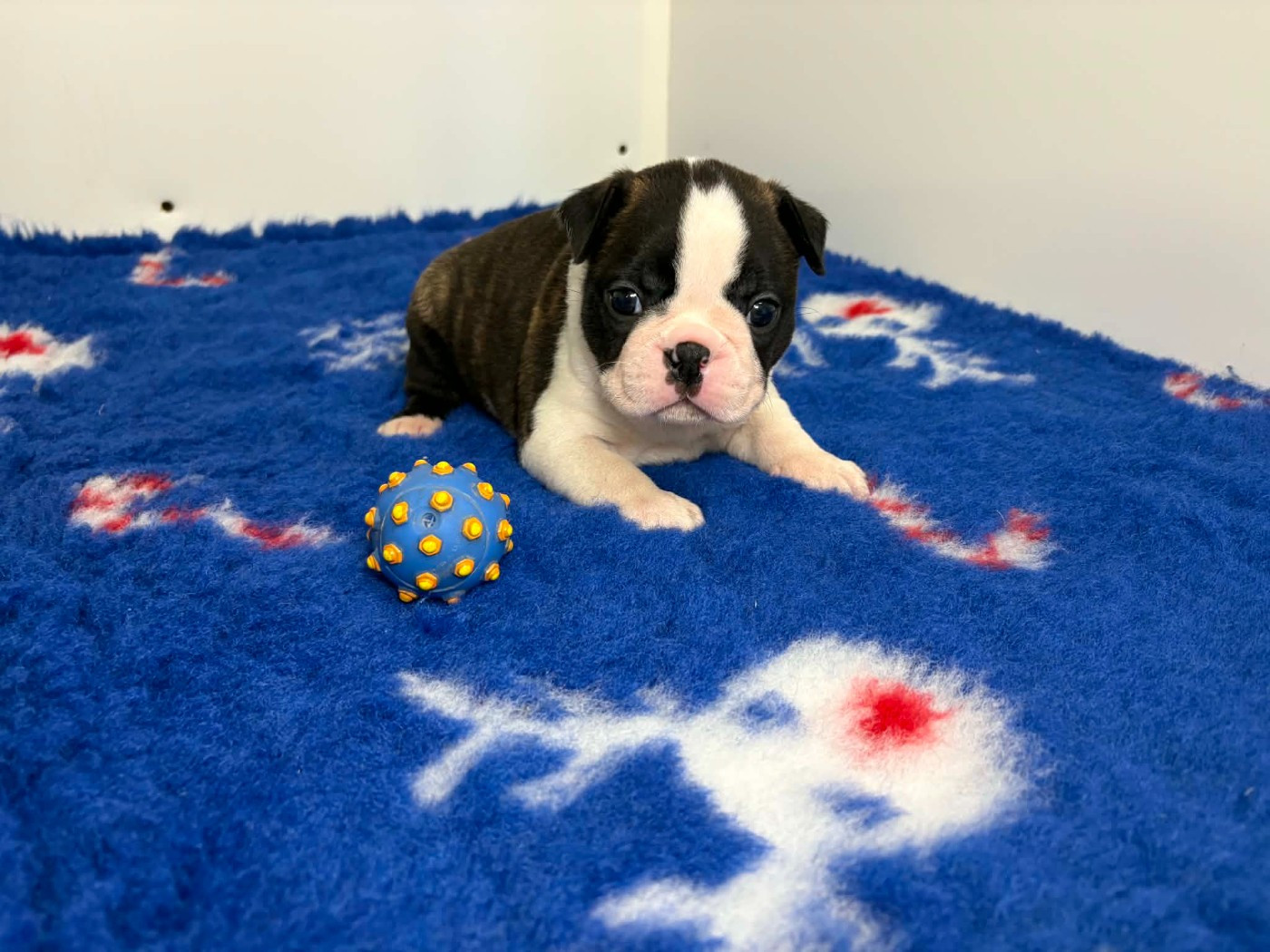 du manoir de la corbie - Chiots disponibles - Boston Terrier