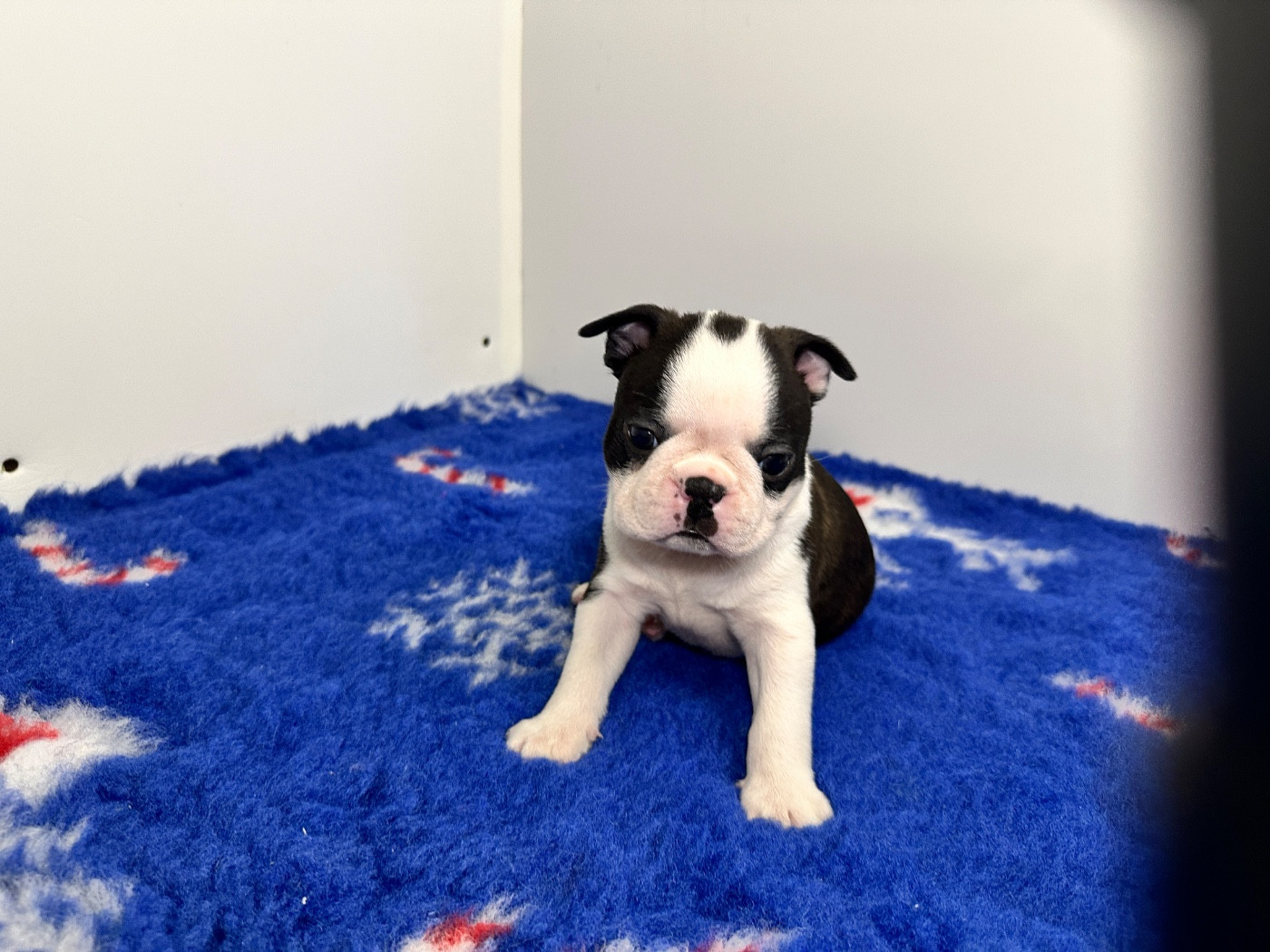 du manoir de la corbie - Chiots disponibles - Boston Terrier