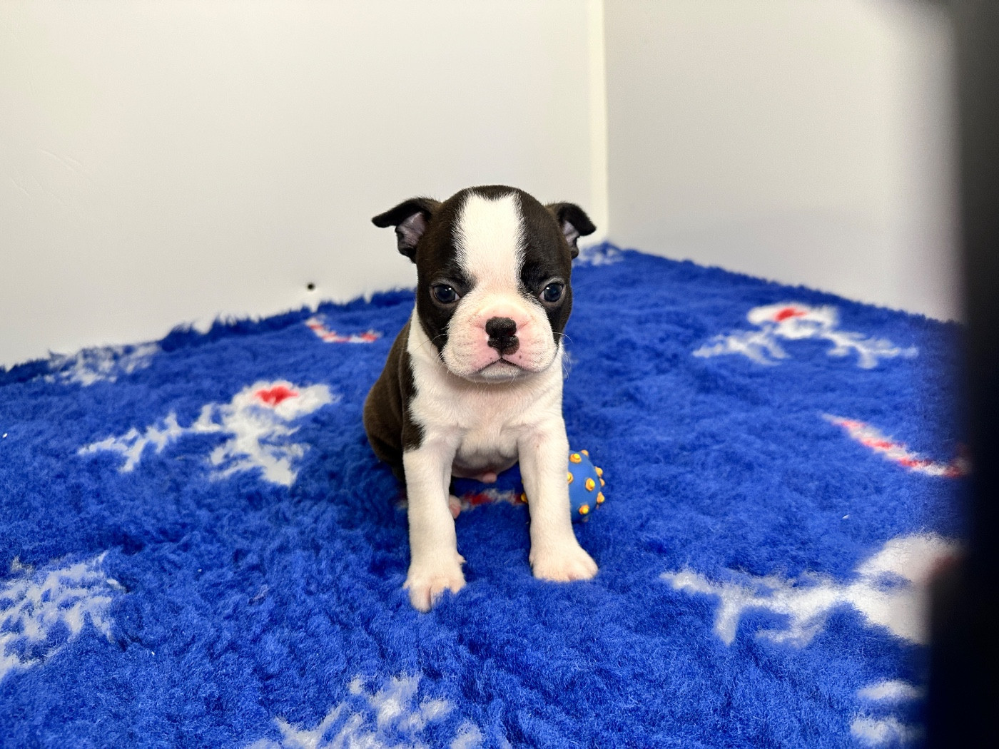 du manoir de la corbie - Chiots disponibles - Boston Terrier
