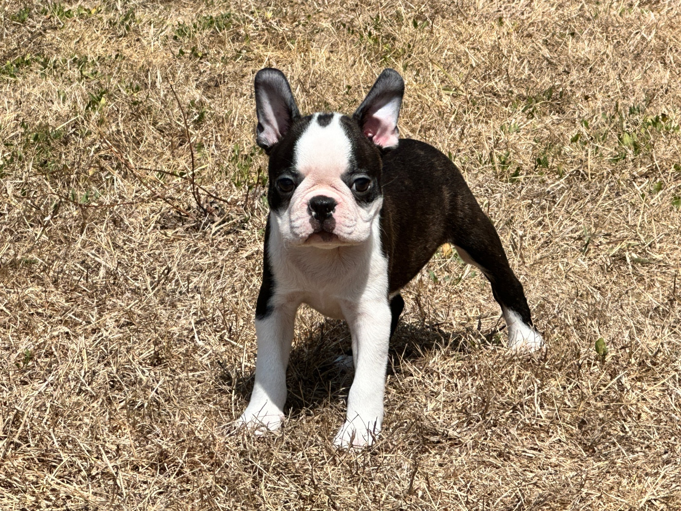 du manoir de la corbie - Chiots disponibles - Boston Terrier