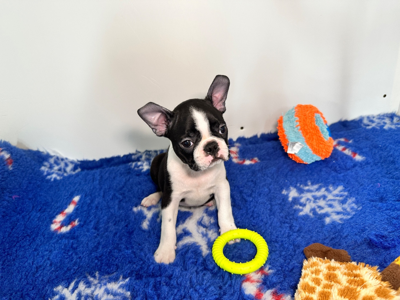 du manoir de la corbie - Chiots disponibles - Boston Terrier