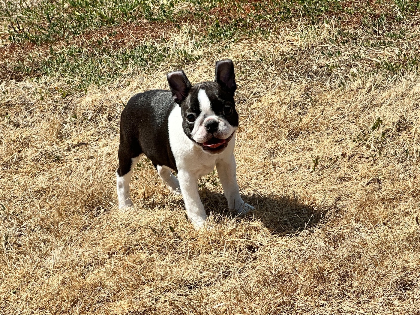 du manoir de la corbie - Chiots disponibles - Boston Terrier