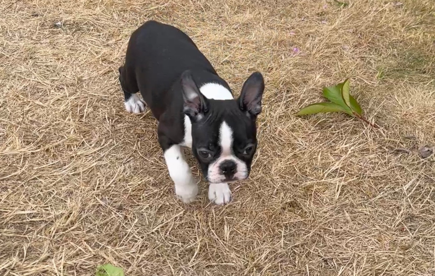 du manoir de la corbie - Chiots disponibles - Boston Terrier