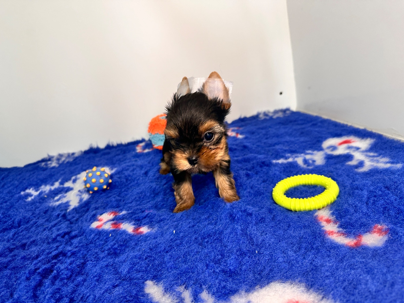 du manoir de la corbie - Chiots disponibles - Yorkshire Terrier