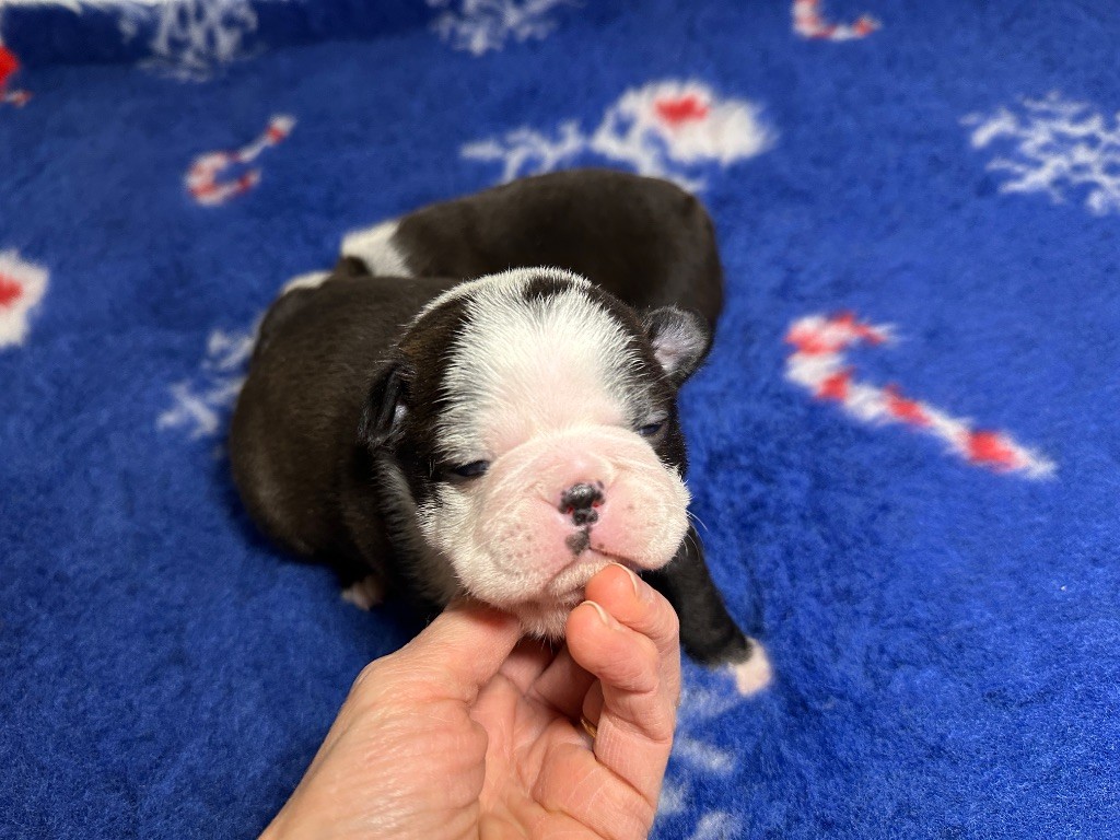 du manoir de la corbie - Chiots disponibles - Boston Terrier