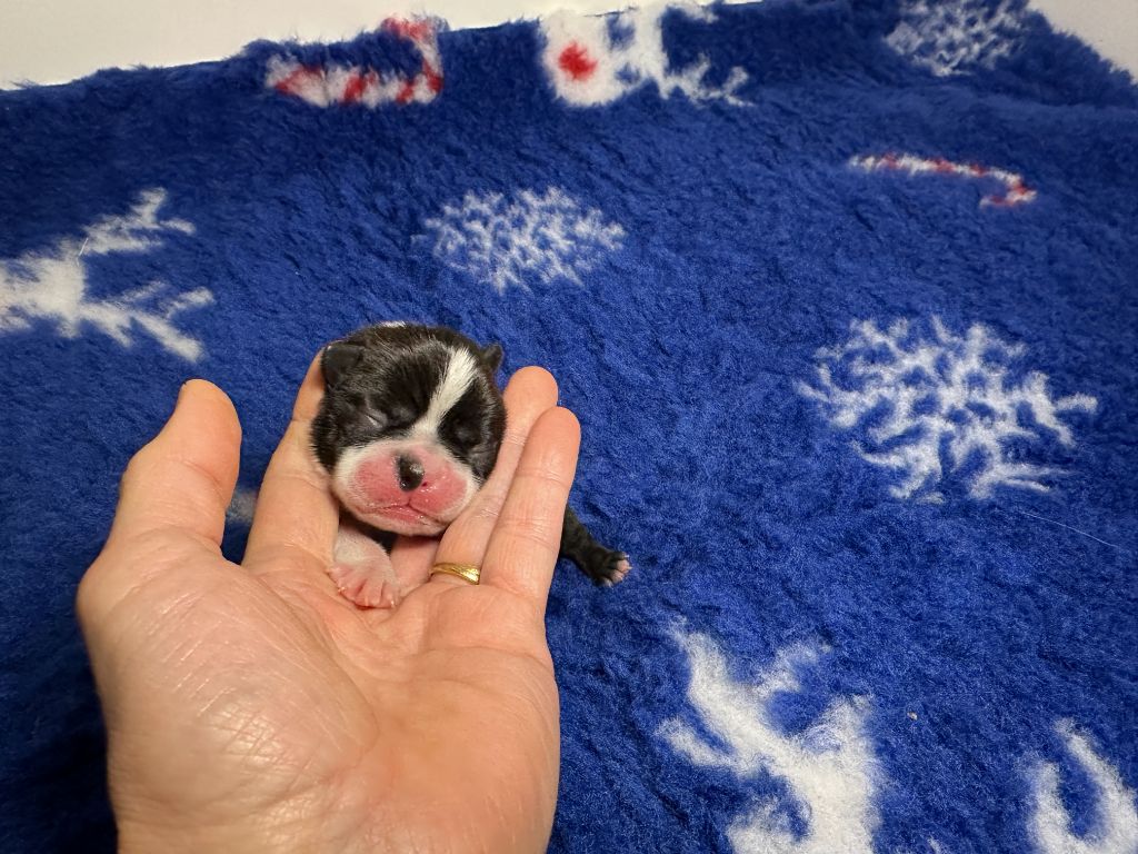 du manoir de la corbie - Chiots disponibles - Boston Terrier