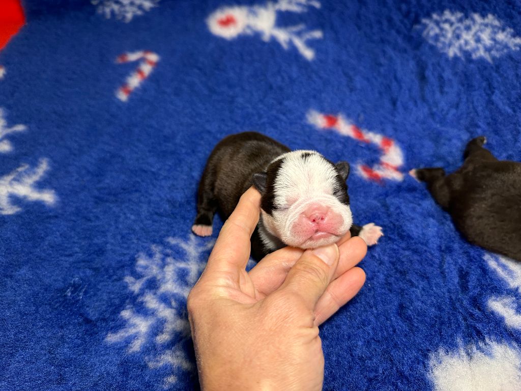 du manoir de la corbie - Chiots disponibles - Boston Terrier