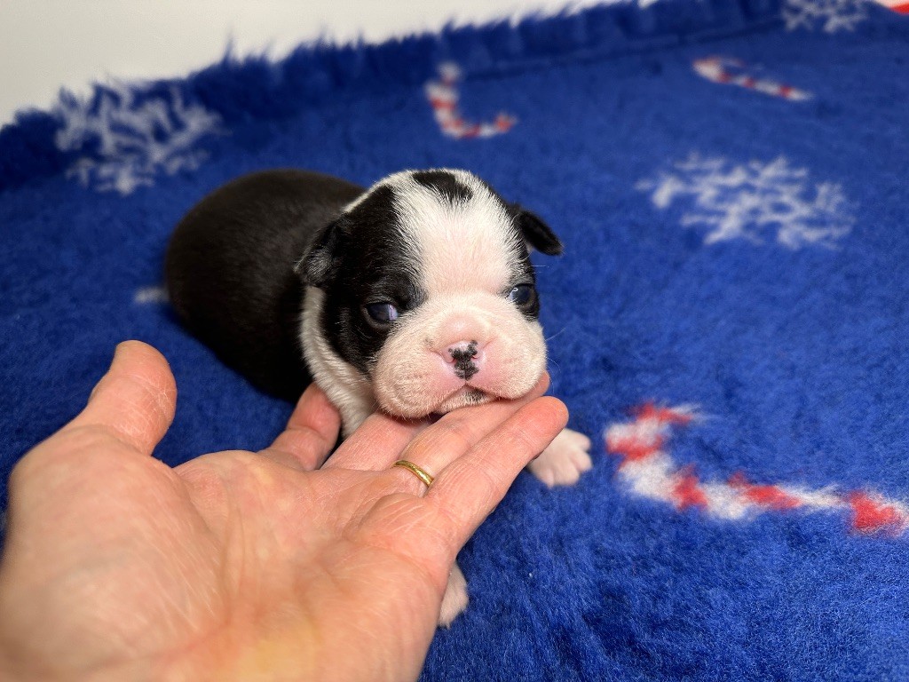 du manoir de la corbie - Chiots disponibles - Boston Terrier