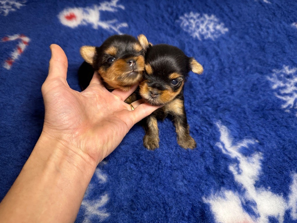 du manoir de la corbie - Chiots disponibles - Yorkshire Terrier