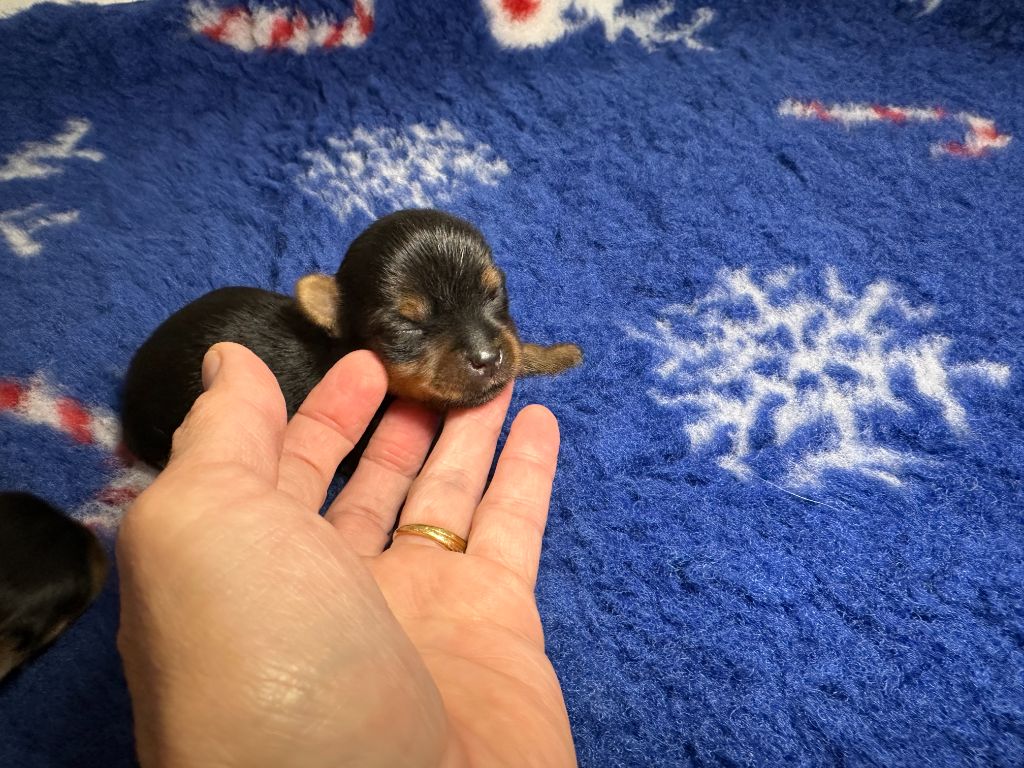 du manoir de la corbie - Chiots disponibles - Yorkshire Terrier
