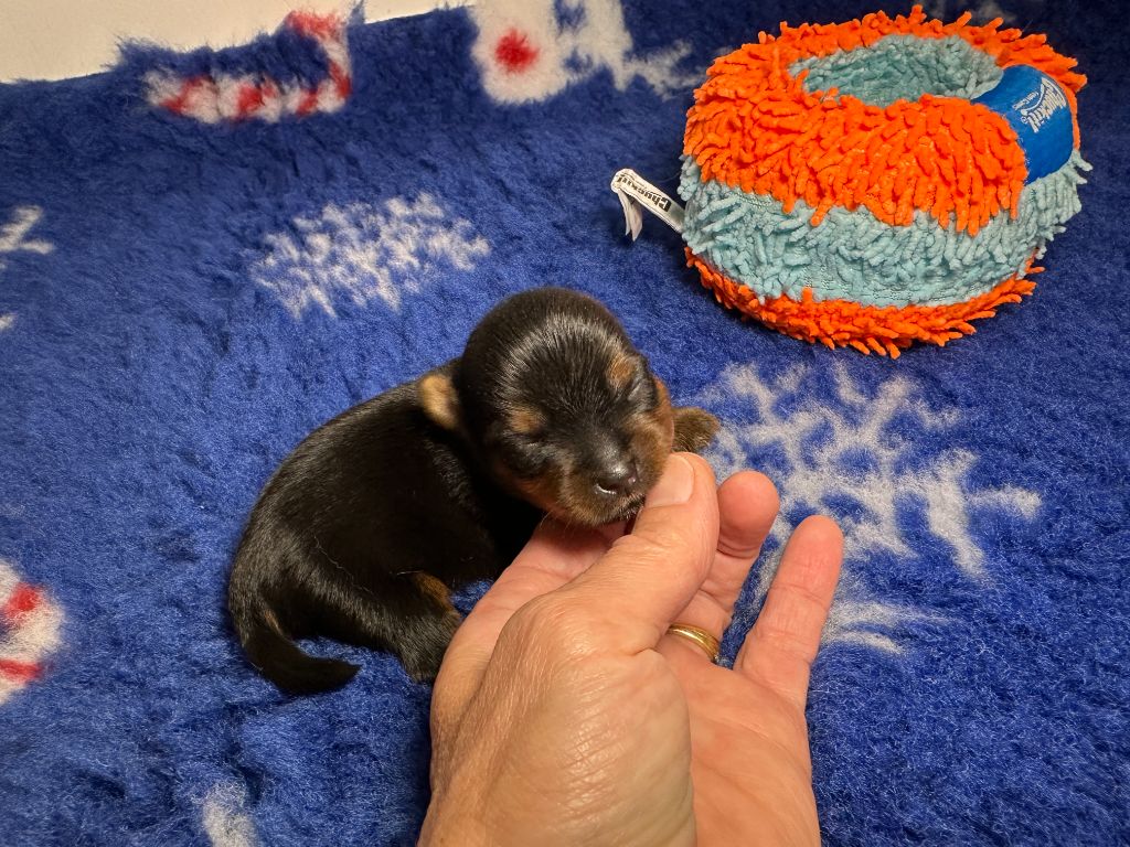 du manoir de la corbie - Chiots disponibles - Yorkshire Terrier