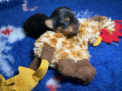 CHIOT 1
