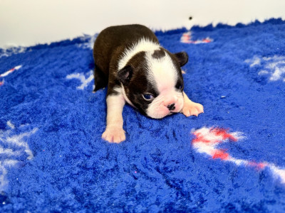 Chiot N°2