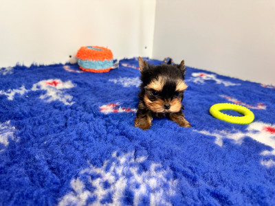 CHIOT 3