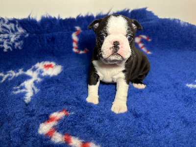 Angus du Manoir de la Corbie 