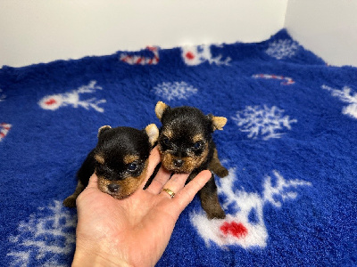 Arthur du Manoir de la Corbie