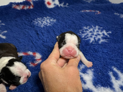 CHIOT
