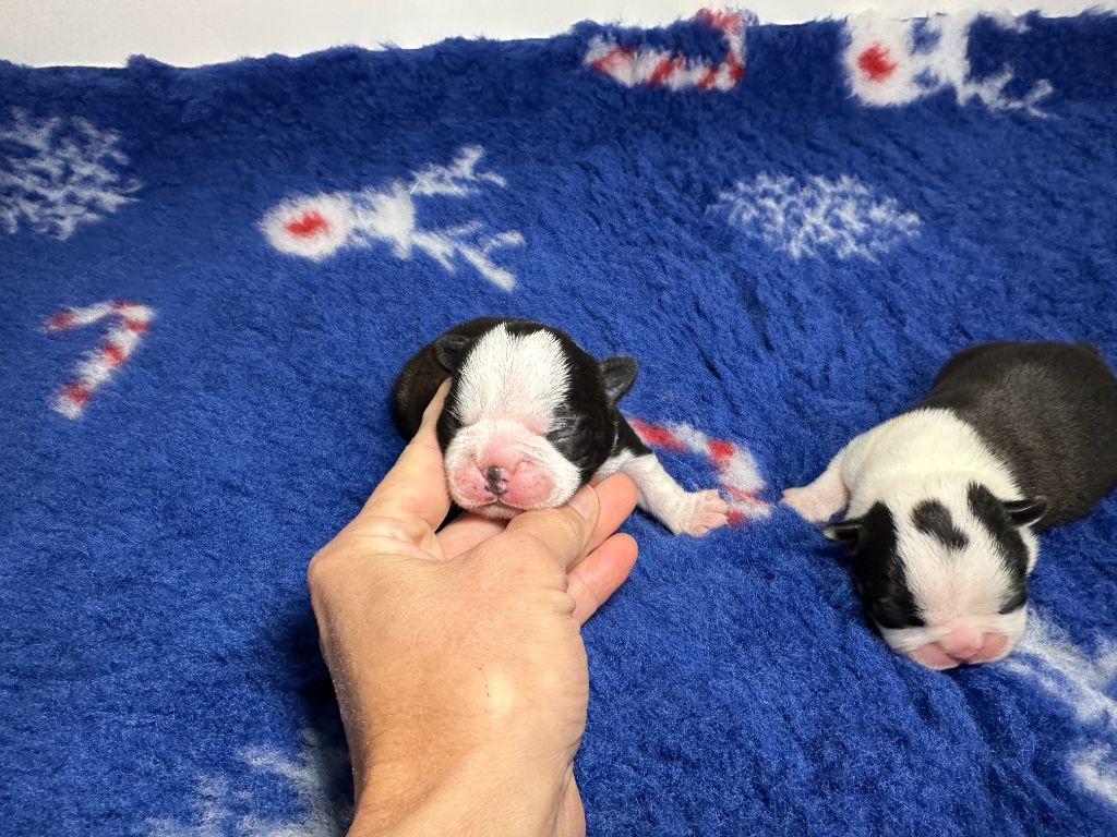 du manoir de la corbie - Chiots disponibles - Boston Terrier