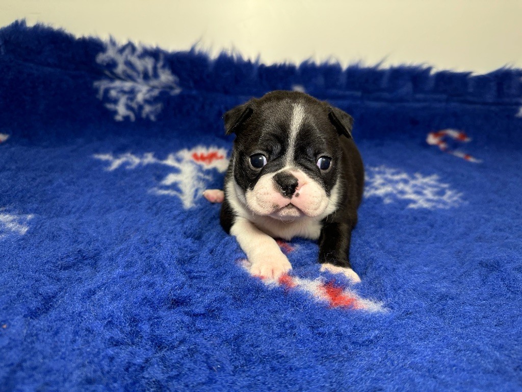du manoir de la corbie - Chiots disponibles - Boston Terrier