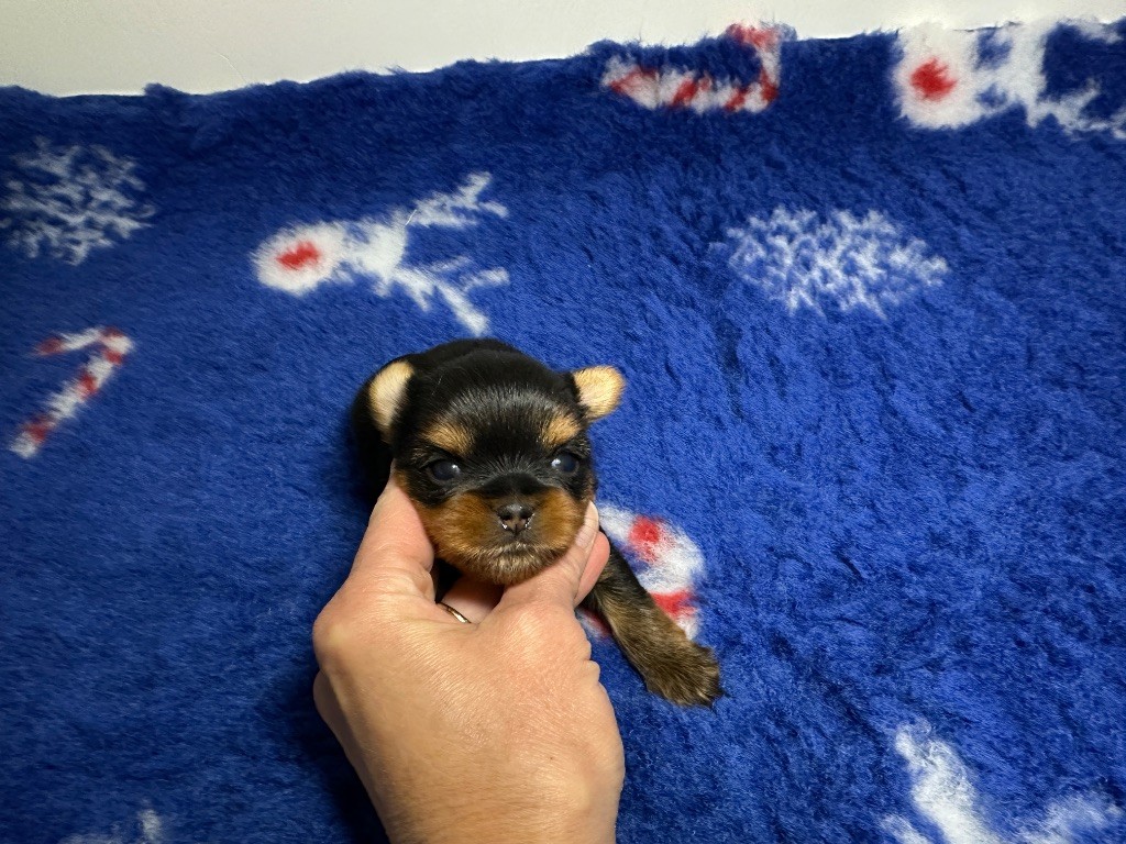 du manoir de la corbie - Chiots disponibles - Yorkshire Terrier