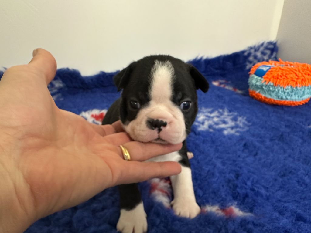 du manoir de la corbie - Chiots disponibles - Boston Terrier