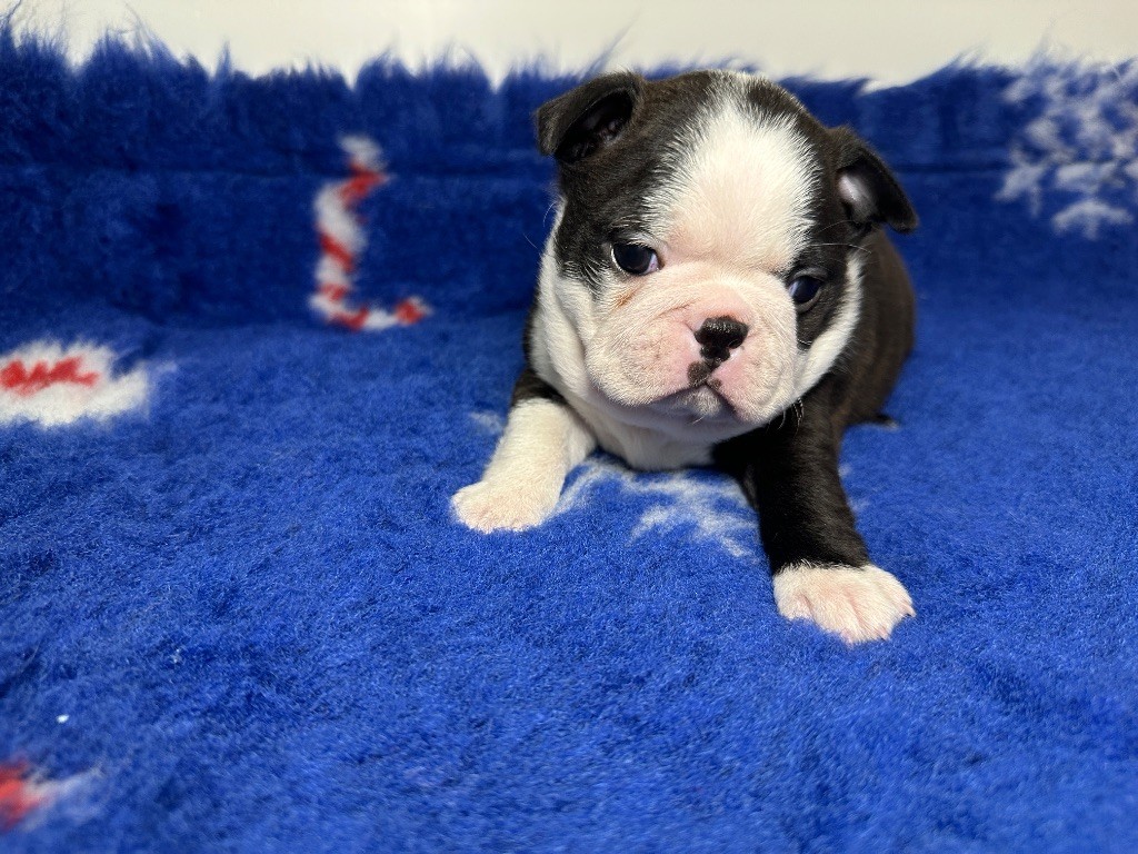 du manoir de la corbie - Chiots disponibles - Boston Terrier
