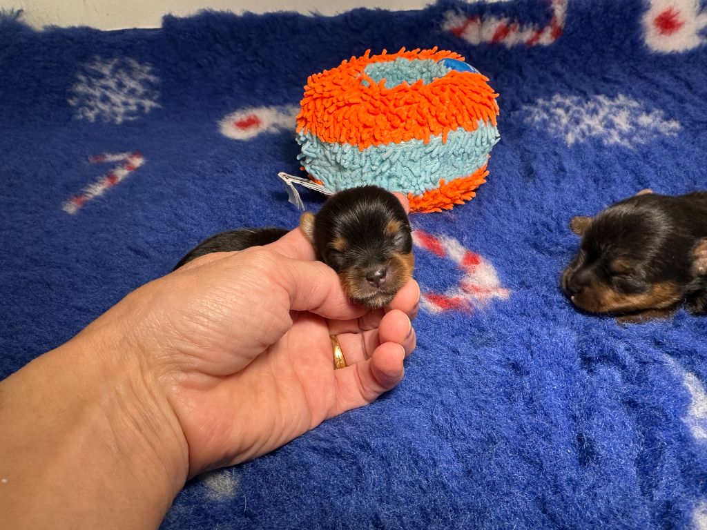 du manoir de la corbie - Chiots disponibles - Yorkshire Terrier