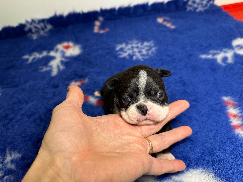 du manoir de la corbie - Chiots disponibles - Boston Terrier
