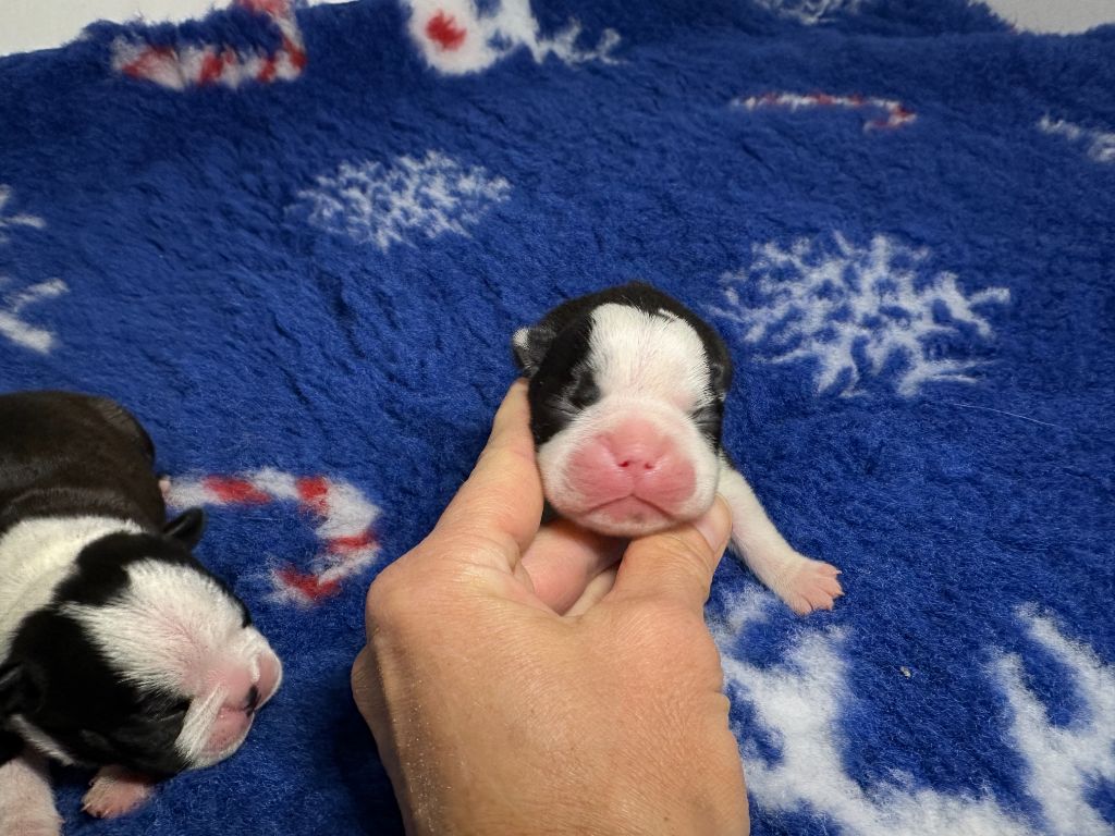 du manoir de la corbie - Chiots disponibles - Boston Terrier