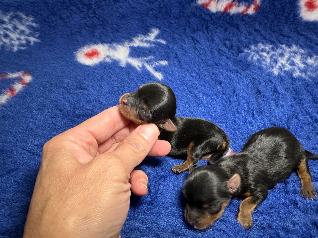 du manoir de la corbie - Chiots disponibles - Yorkshire Terrier